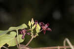 Florida milkvine